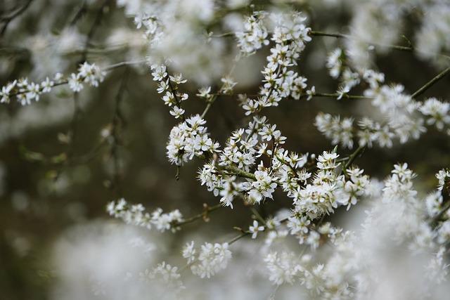 tree blossoms, blooms, spring