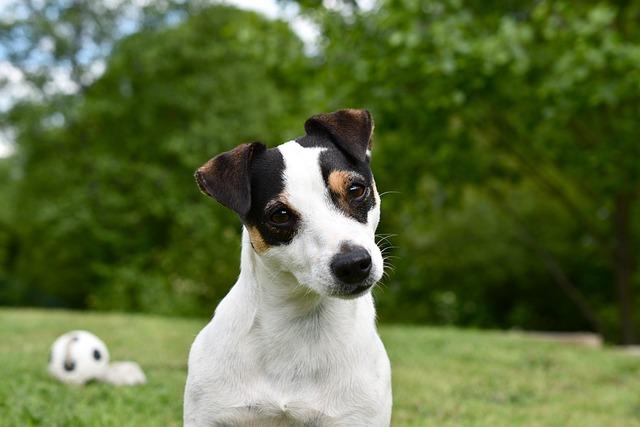 dog, jack russel, animal